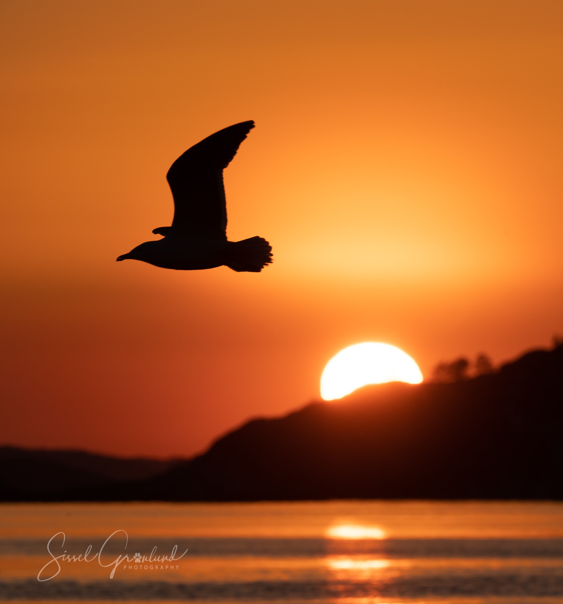 Lene Myhre Strand Bergen. Timani. Timanilærer. Musiker. Pedagog. Meditasjonscoach.